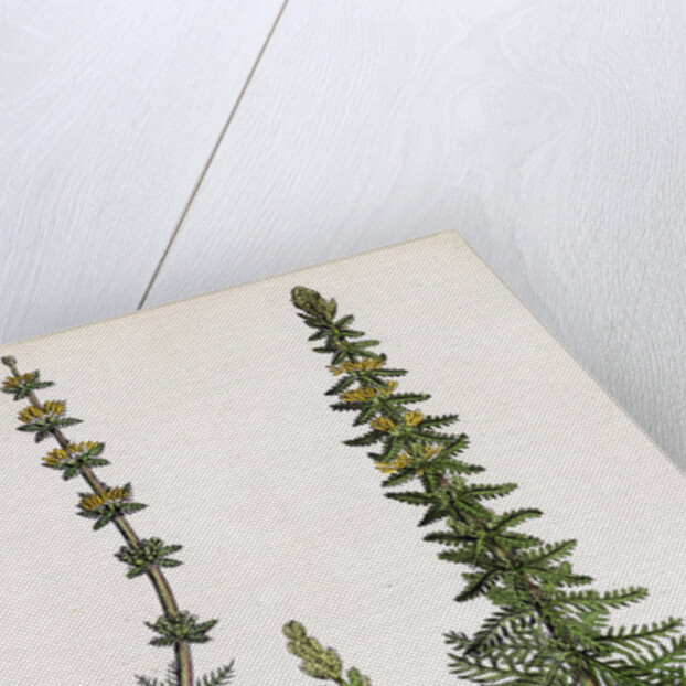 Myriophyllum Verticillatum Whorled Water-Milfoil by Anonymous