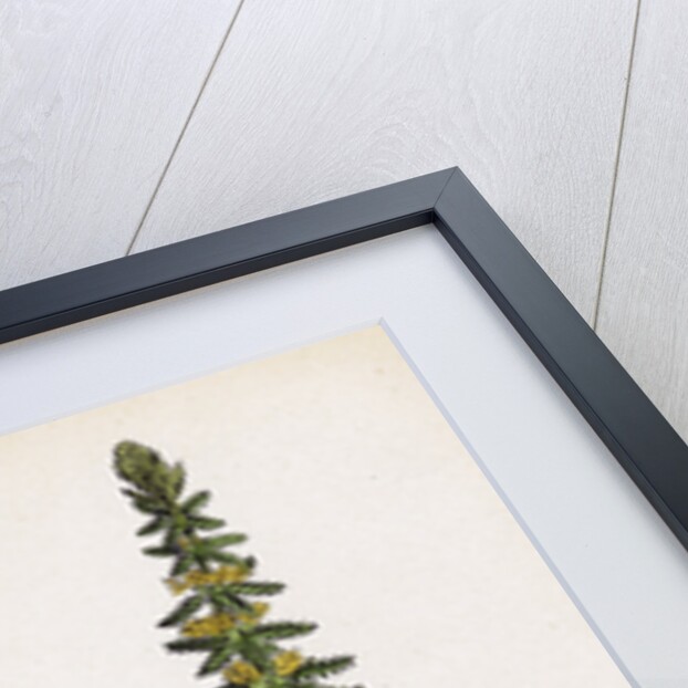 Myriophyllum Verticillatum Whorled Water-Milfoil by Anonymous