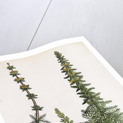 Myriophyllum Verticillatum Whorled Water-Milfoil by Anonymous