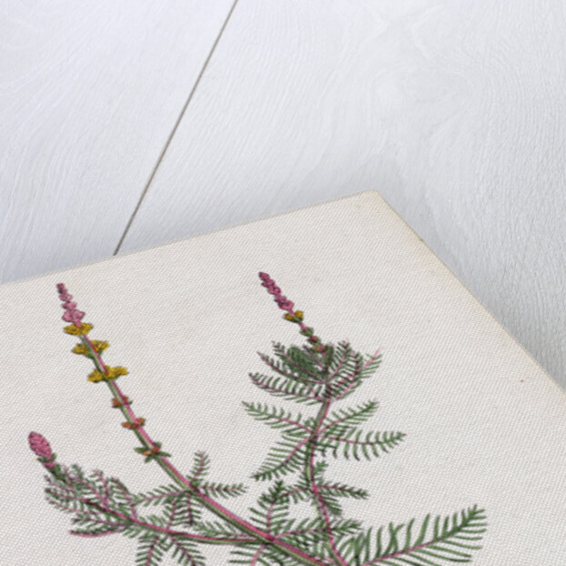 Myriophyllum Spicatum Spiked Water-Milfoil by Anonymous