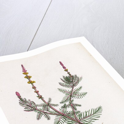 Myriophyllum Spicatum Spiked Water-Milfoil by Anonymous