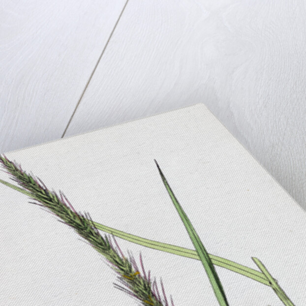 Triticum Caninum Wood Couch-Grass by Anonymous