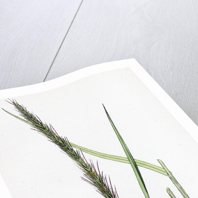 Triticum Caninum Wood Couch-Grass by Anonymous