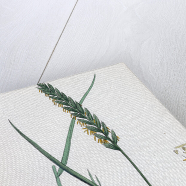 Triticum Eu-Repens Common Couch-Grass by Anonymous