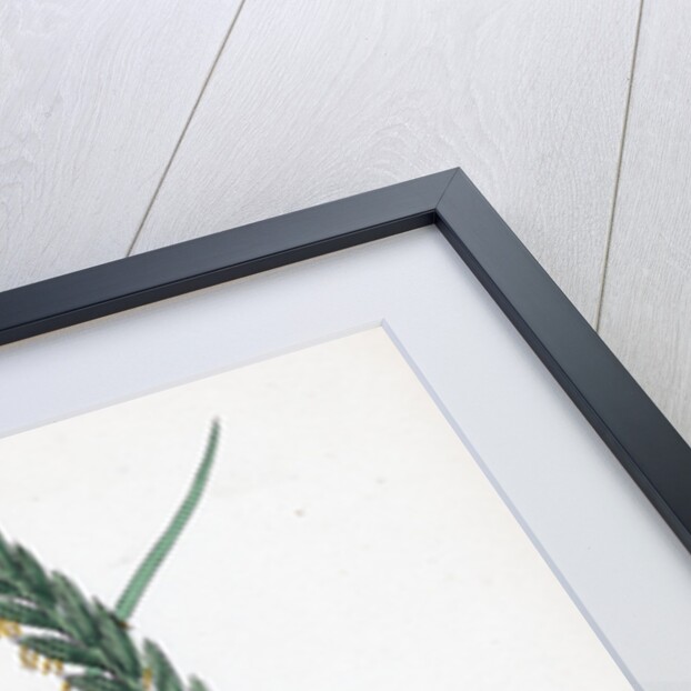 Triticum Eu-Repens Common Couch-Grass by Anonymous