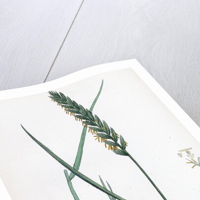 Triticum Eu-Repens Common Couch-Grass by Anonymous