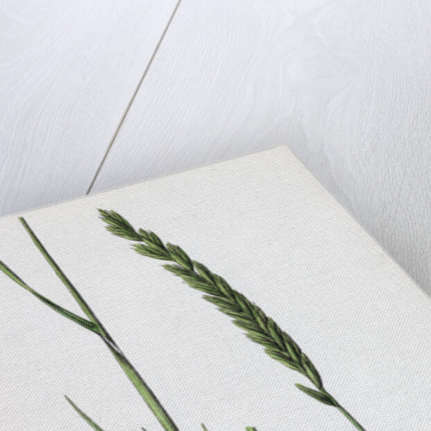 Triticum Pungens Erect Sea Couch-Grass by Anonymous