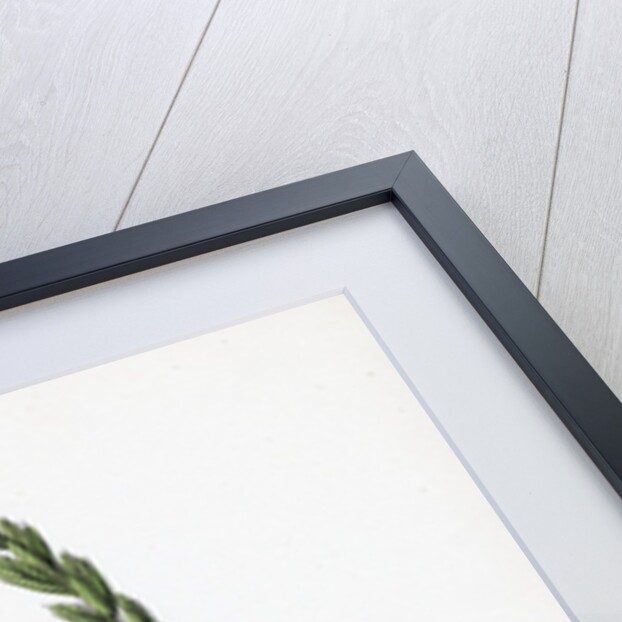 Triticum Pungens Erect Sea Couch-Grass by Anonymous