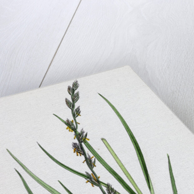 Lolium Eu-Perenne Common Rye-Grass by Anonymous