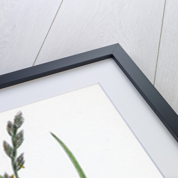 Lolium Eu-Perenne Common Rye-Grass by Anonymous