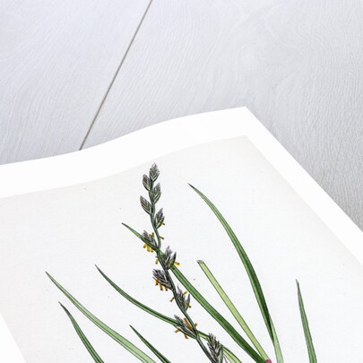 Lolium Eu-Perenne Common Rye-Grass by Anonymous