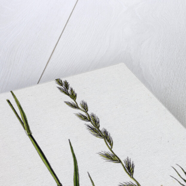 Lolium Italicum Italian Rye-Grass by Anonymous