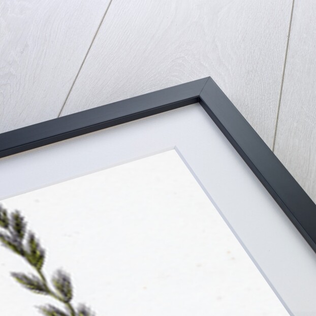 Lolium Italicum Italian Rye-Grass by Anonymous