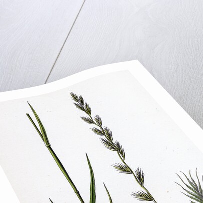 Lolium Italicum Italian Rye-Grass by Anonymous