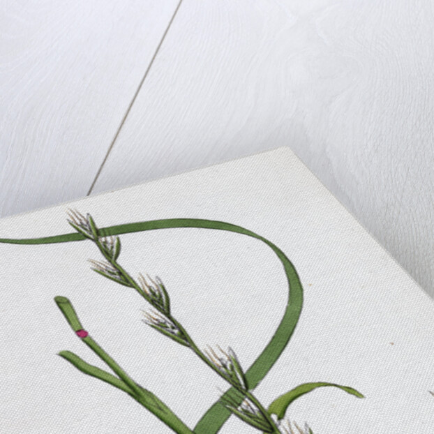 Lolium Temulentum Var. Genuinum Common Darnel Var. A. by Anonymous