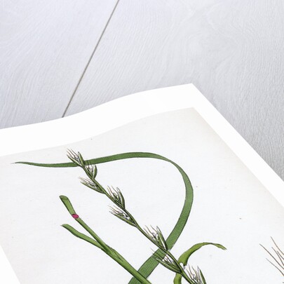 Lolium Temulentum Var. Genuinum Common Darnel Var. A. by Anonymous