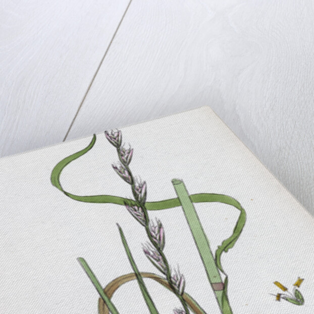 Lolium Temulentum Var. Arvense Common Darnel Var. B. by Anonymous