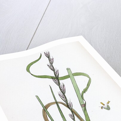 Lolium Temulentum Var. Arvense Common Darnel Var. B. by Anonymous