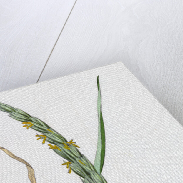 Elymus Arenarius Sand Lyme-Grass by Anonymous