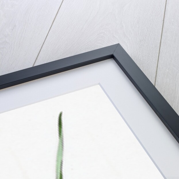 Elymus Arenarius Sand Lyme-Grass by Anonymous