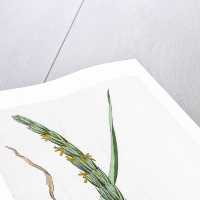 Elymus Arenarius Sand Lyme-Grass by Anonymous