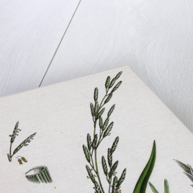 Glyceria Plicata Folded-Leaved Meadow-Grass by Anonymous