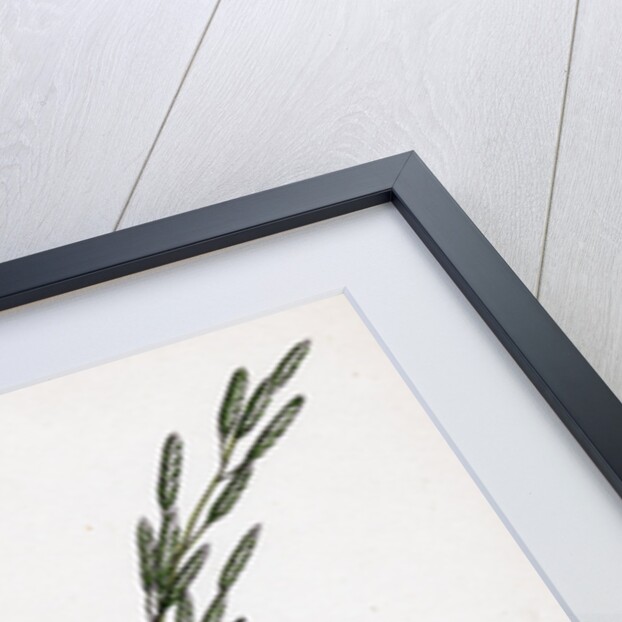 Glyceria Plicata Folded-Leaved Meadow-Grass by Anonymous