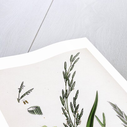 Glyceria Plicata Folded-Leaved Meadow-Grass by Anonymous