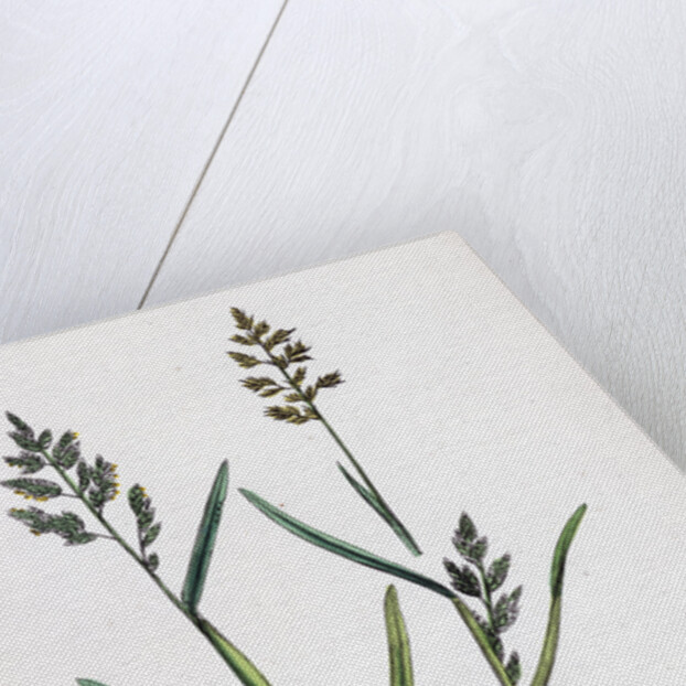 Sclerochloa Procumbens Procumbent Meadow-Grass by Anonymous