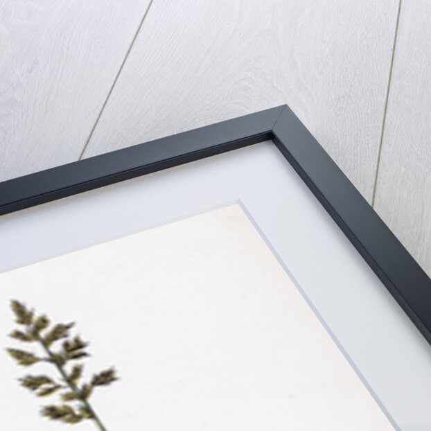 Sclerochloa Procumbens Procumbent Meadow-Grass by Anonymous