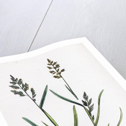 Sclerochloa Procumbens Procumbent Meadow-Grass by Anonymous