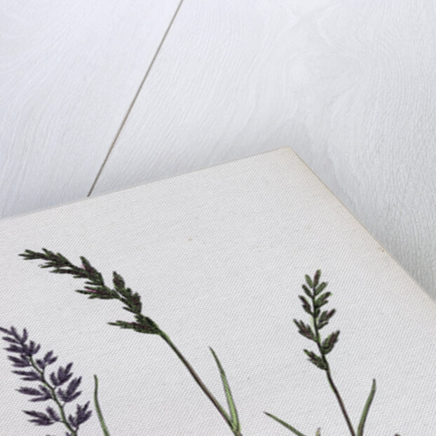 Sclerochloa Rigida Hard Meadow-Grass by Anonymous