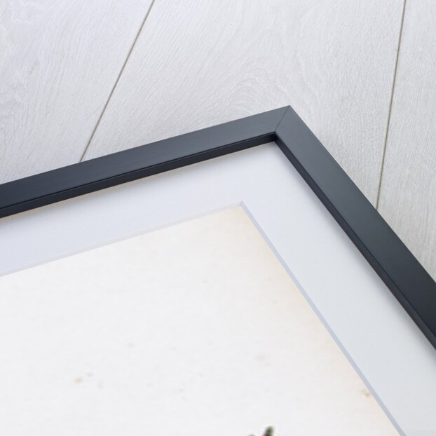 Sclerochloa Rigida Hard Meadow-Grass by Anonymous