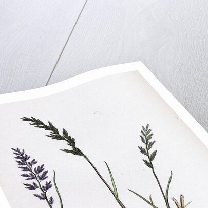 Sclerochloa Rigida Hard Meadow-Grass by Anonymous