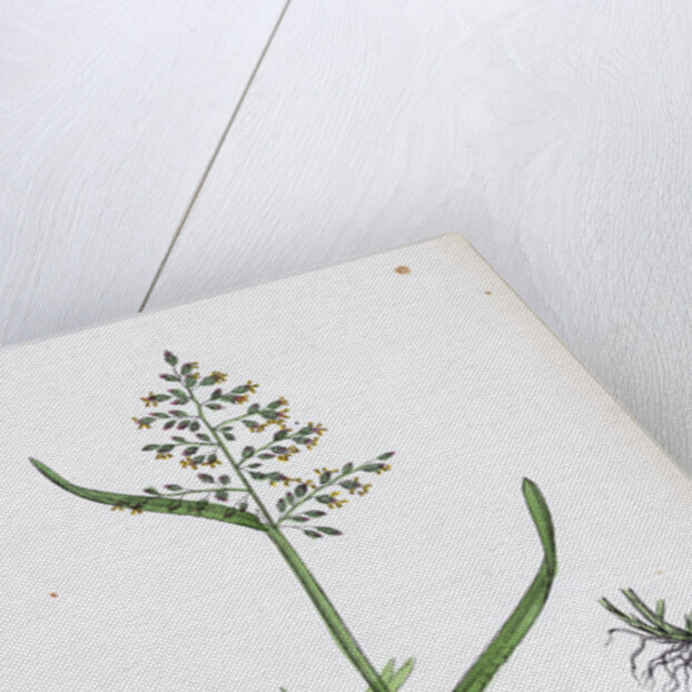 Poa Annua Annual Meadow-Grass by Anonymous