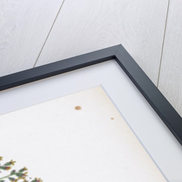 Poa Annua Annual Meadow-Grass by Anonymous