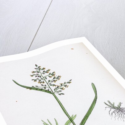 Poa Annua Annual Meadow-Grass by Anonymous