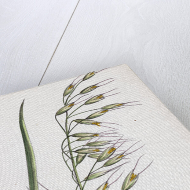 Avena Strigosa Black Oat by Anonymous