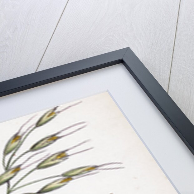 Avena Strigosa Black Oat by Anonymous