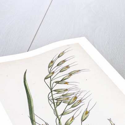 Avena Strigosa Black Oat by Anonymous