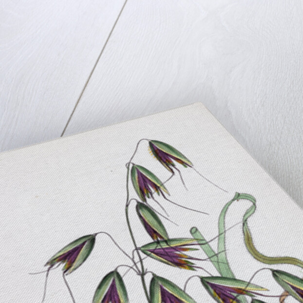 Avena Fatua Wild Oat by Anonymous