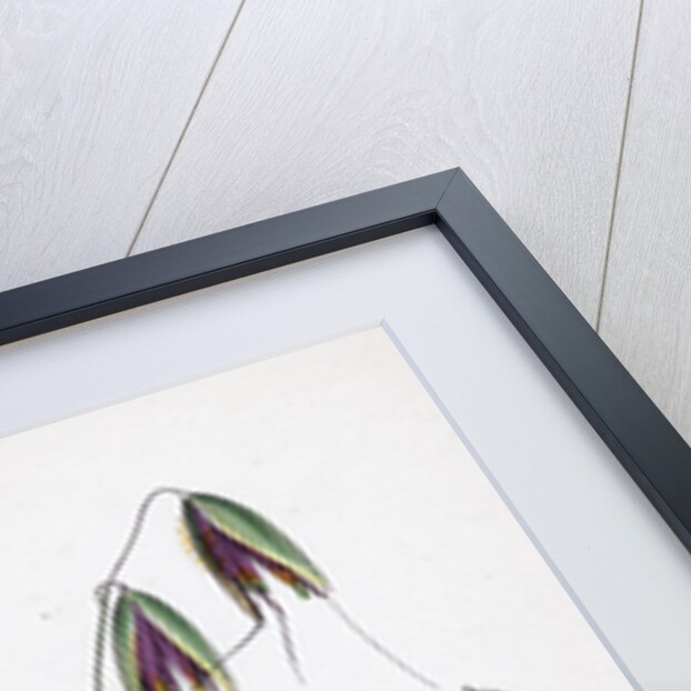 Avena Fatua Wild Oat by Anonymous