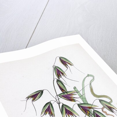 Avena Fatua Wild Oat by Anonymous