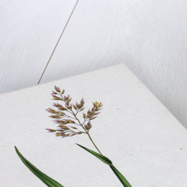 Holcus Mollis Creeping Soft-Grass by Anonymous