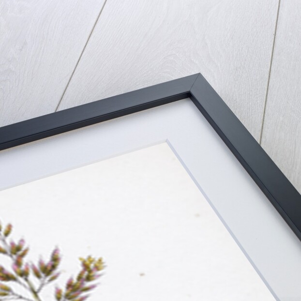 Holcus Mollis Creeping Soft-Grass by Anonymous