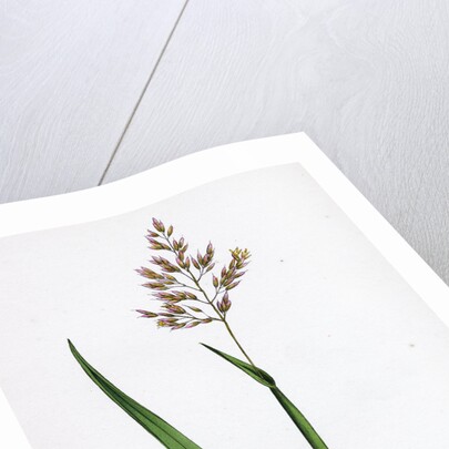 Holcus Mollis Creeping Soft-Grass by Anonymous