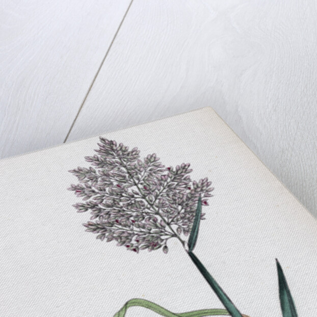 Holcus Lanatus Yorkshire Fog by Anonymous