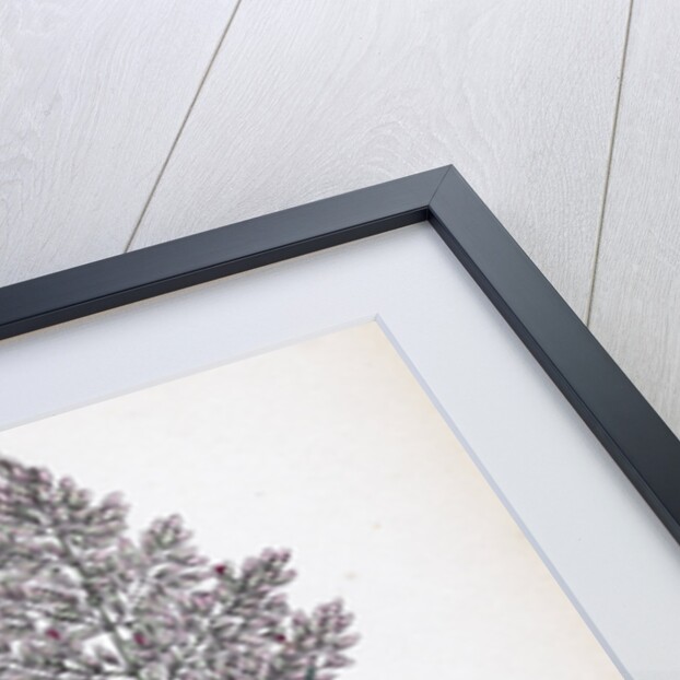 Holcus Lanatus Yorkshire Fog by Anonymous