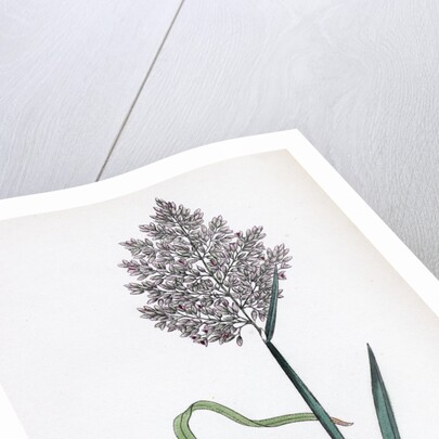 Holcus Lanatus Yorkshire Fog by Anonymous