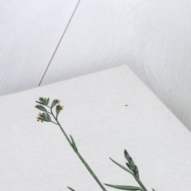 Triodia Decumbens Decumbent Heath-Grass by Anonymous